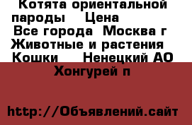 Котята ориентальной пароды  › Цена ­ 12 000 - Все города, Москва г. Животные и растения » Кошки   . Ненецкий АО,Хонгурей п.